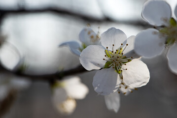 Wild peach blossoms in spring