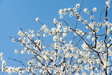 Wild peach blossoms in spring