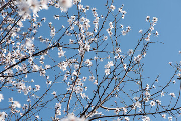 Wild peach blossoms in spring