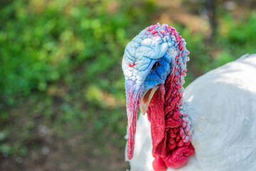 Close up of turkey looking for food in the field