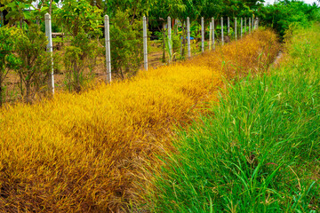 Green grass and Dry grass, Effect of  herbicide sprayed on grass, Grass reddish brown Died because of the herbicide, Weed killer.
