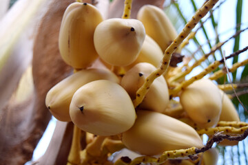 Kelapa Gading, young ivory coconuts on the tree with golden yellow color