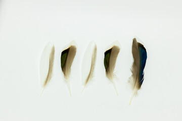 A cluster of iridescent duck feathers isolated on a white background