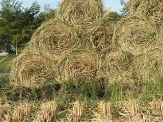 稲わら