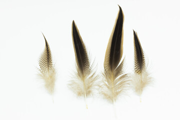 Four duck body feathers isolated on a white background