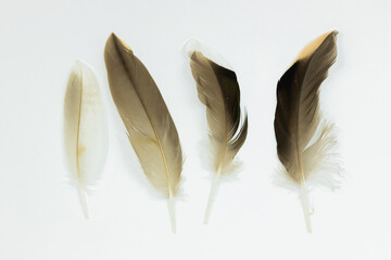 Four varying duck wing feathers isolated on a white background