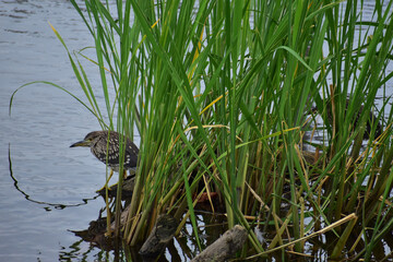 中州に潜むホシゴイ