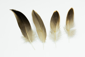 Four duck feathers isolated on a white background