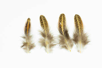 A cluster of Pheasant feathers isolated on a white background