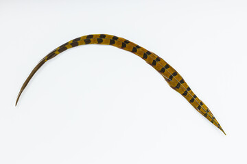 A pheasant tail feather isolated on a white background