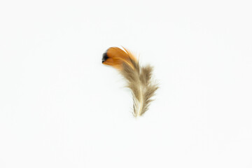 A single pheasant down feather isolated on a white background