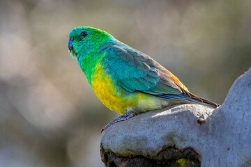 Male Red-rumped Parrot (Psephotus haematonotus)