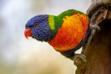 Rainbow Lorikeet (Trichoglossus moluccanus)