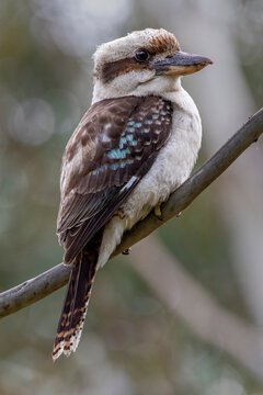 Laughing Kookaburra (Dacelo novaeguineae)