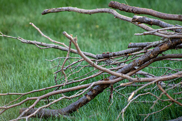 pile of tree branches in grass