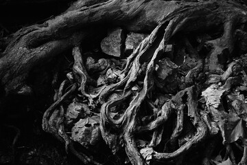 black and white image of twisted  exposed weathered roots on rock