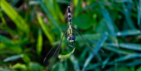 dragonfly perched on the leaf