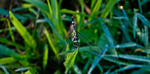 dragonfly perched on the leaf