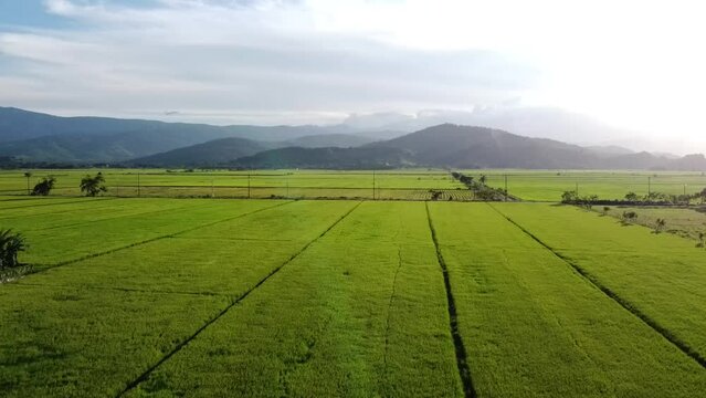AERIAL: Captura a&eacute;rea de naturaleza tropical en torno a arrozales.