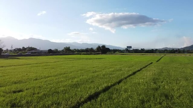 Vista aérea de campos de arroz en el valle. HD imágenes de drones vista, Hermoso paisaje