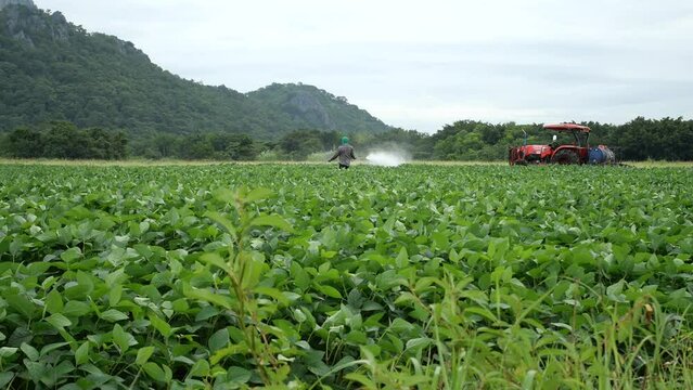 Thai farmer spraying pesticides in green chickpea field