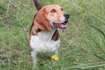 hermosa perrita feliz 