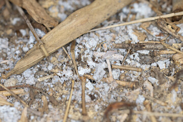 The fungus and bacteria is used for composting, Used for agriculture.