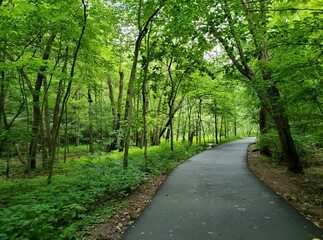road in the forest