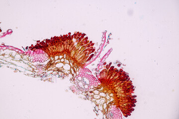 Plant tissue Structure, section (tissue) of stem plant tissue under a light microscope.