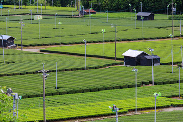 Kabusecha field, Yokkaichi, Mie, Japan