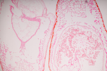 Obraz na płótnie Canvas Plant tissue Structure, section (tissue) of stem plant tissue under a light microscope.
