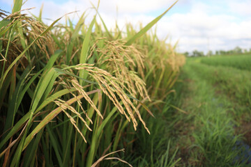 ripe paddy on tree in farm