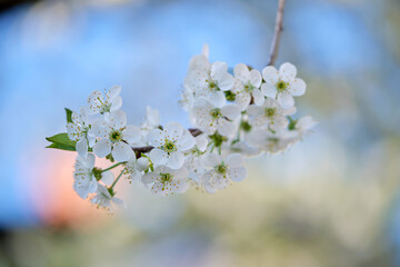 Twigs of cherry tree with white blossoming flowers in early spring