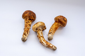 松茸3本白背景