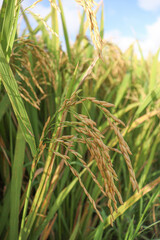 ripe paddy on tree in farm