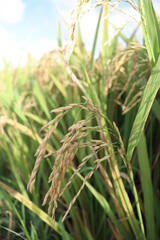 Naklejka premium ripe paddy on tree in farm