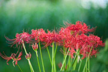 群生している曼珠沙華