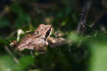 Rana arvalis in a wild forest near Moscow. Front view.