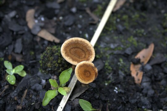 hongos en el bosque 