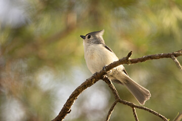A tufted titmouse (Baeolophus bicolor) in Sarasota, Florida
