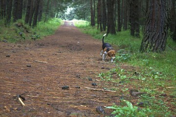 beagle buscando en el bosque 