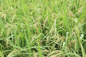 ripe paddy on tree in farm