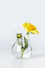 Minimalist floral bouquet in round glass vase, yellow flower in transparent bottle against white wall, minimal decor indoor setting. Spring or summer still life with light background