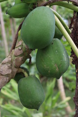 raw papaya stock on tree in farm
