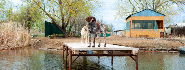 Dogs of the Kurzhaar breed are standing on the pier and waiting for the owner. Hunting dog waiting for prey. Pets are on the banks of the river.