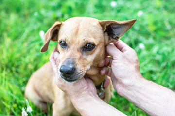 Owner holding dog's face in hands with great love and care.