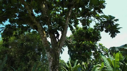 Two boys climbing on a tree, in the jungles of sunny Africa - Aerial view