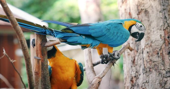 4k slowmotion and closeup of 2 macaw parrot or bird clinging, playing with friend on branches at park, outdoor or zoo. Colorful with yellow, orange, blue and green. Beautiful pet or animal look cute.
