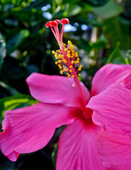 Close-up view of purple hibiscus flower with pistil, stamen and crown