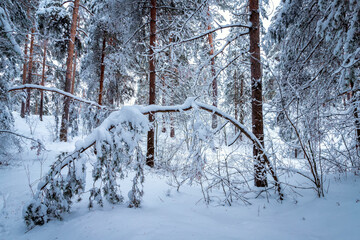 Fototapeta premium Majestic winter landscape. Snow in the forest.